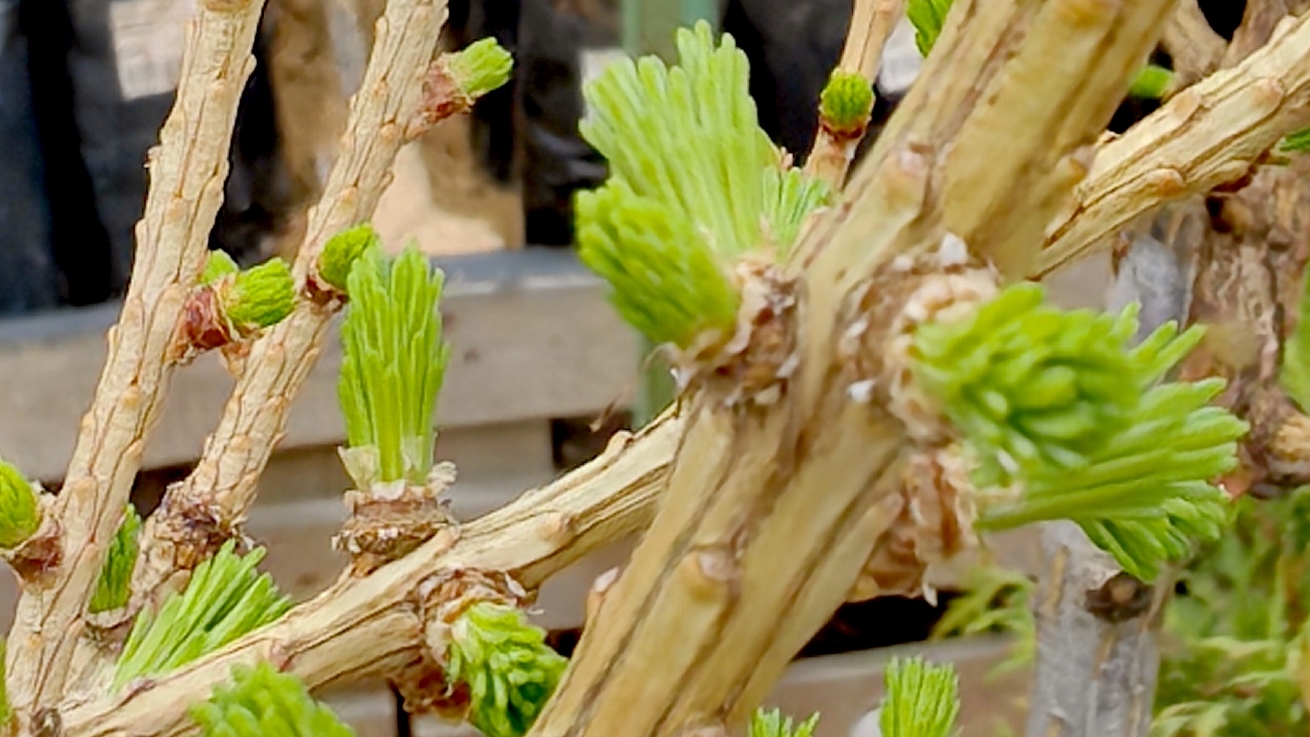 Хвойное дерево Хамелион .Не пропустите