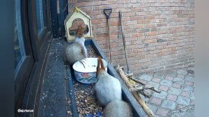 дела домашние 19 апреля