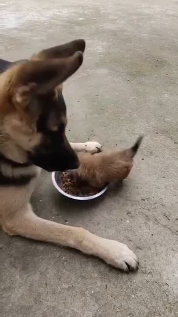 НАШИ ЖИВОТНЫЕ. 20.04.2026г. 🥰🥰🥰 Они для нас СТРАНИЦА В ЖИЗНИ, а мы для них И ЕСТЬ ВСЯ ЖИЗНЬ! 🤥🤗