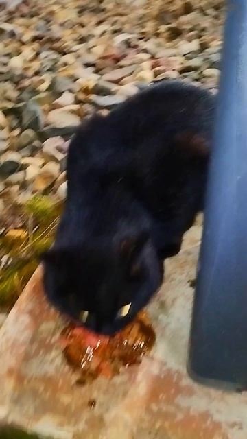 Черный Бродяга Пришел Просить Еды