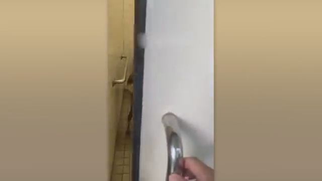 Самые смешные питомцы 2026-04-19_14-44-28