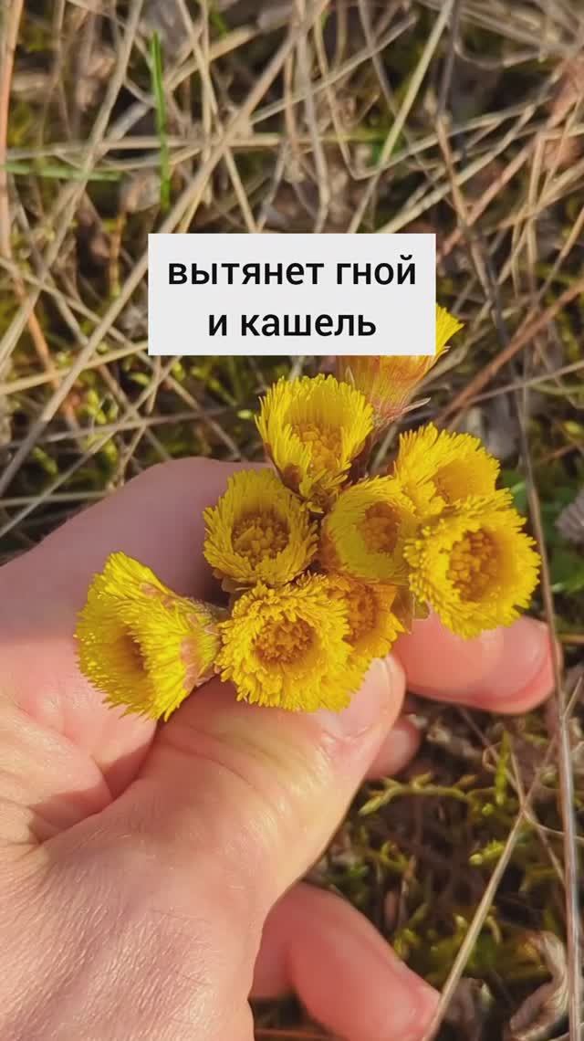 вытянет гной и кашель