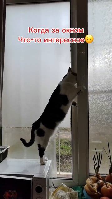 Что то за окном нашла!