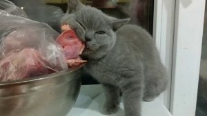 Британская голубая кошечка, Грета с прекрасным аппетитом.