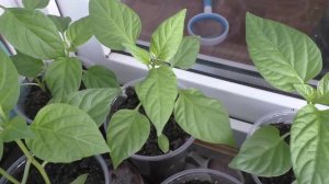 Рассада перцев 19 апреля