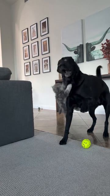 НАШИ ЖИВОТНЫЕ. 20.04.2026г. 🥰🥰🥰 Они для нас СТРАНИЦА В ЖИЗНИ, а мы для них И ЕСТЬ ВСЯ ЖИЗНЬ! 🤥🤗