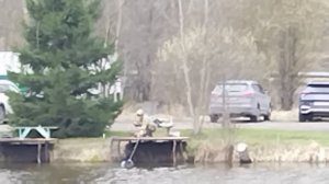 Светлые Горы Форель5 19.04.2026г.