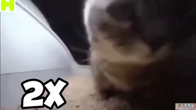 чипи чипи чапа чапа