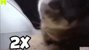 чипи чипи чапа чапа