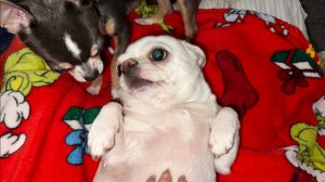 Наидобрейшего всем утречка и чудесного начала дня!