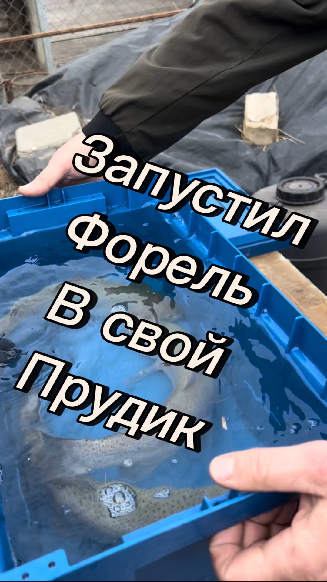 Запустил форель в своей прудик, попробую вырастить