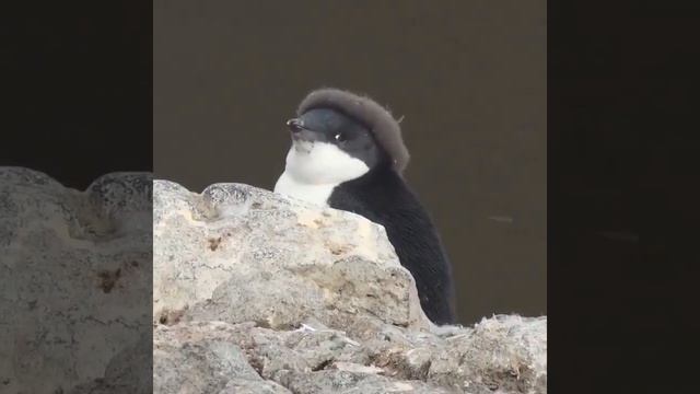 Этот пингвинёнок линяет, но пух на голове ещё остался