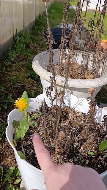 первые пчёлы, первые одуванчики, первая вылазка на дачу в этом году.