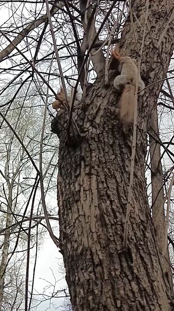 Белка рассердилась, увидев, как другая белка ест орех