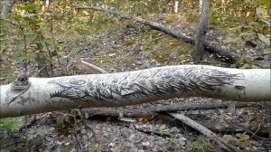 ЛЕСНОЕ ИСКУССТВО