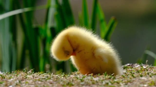 САМВЕЛ АДАМЯН, ОБЗОР ОТ ОЛЬГИ, НАДЯ БРОСИЛА, ПРИЕХАЛ К МАМКЕ..