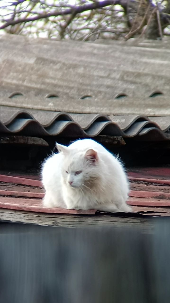 Беленькая Кошечка