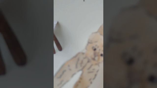 влог с моими собаками, знакомство с новой собакой лэйс