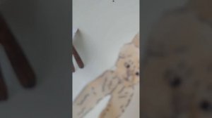 влог с моими собаками, знакомство с новой собакой лэйс