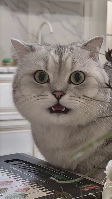 мой котик Тиша