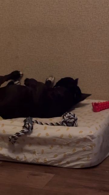 Аббела # привет из дома