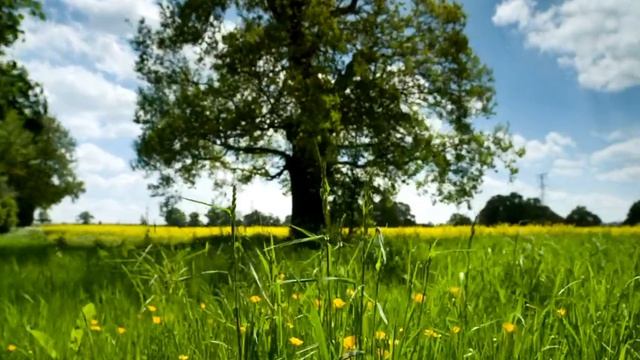 Однажды в парке, читает автор