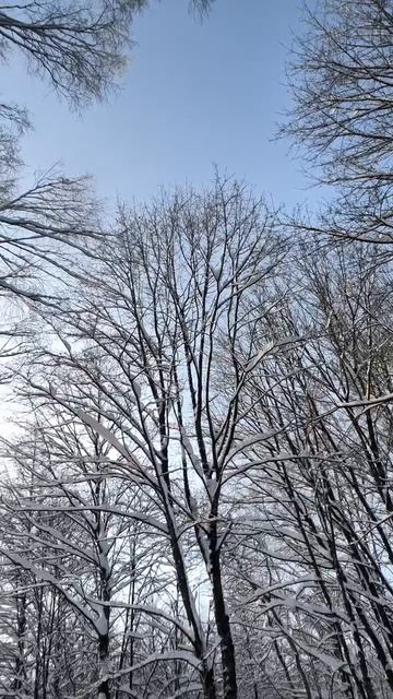 Зима в парке. 2026 г. 12