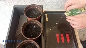 Огурцы, Кабачки и Клещевина 🌱горячий способ высадки на рассаду