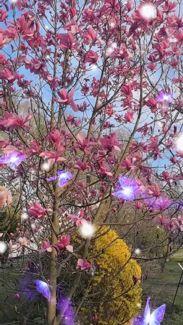 Как прекрасен этот мир. 🌺💕🌺