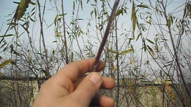 куст ивы на опытном поле