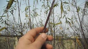 куст ивы на опытном поле