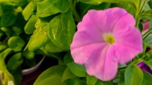 Цветёт петуния, хризантемы спят?