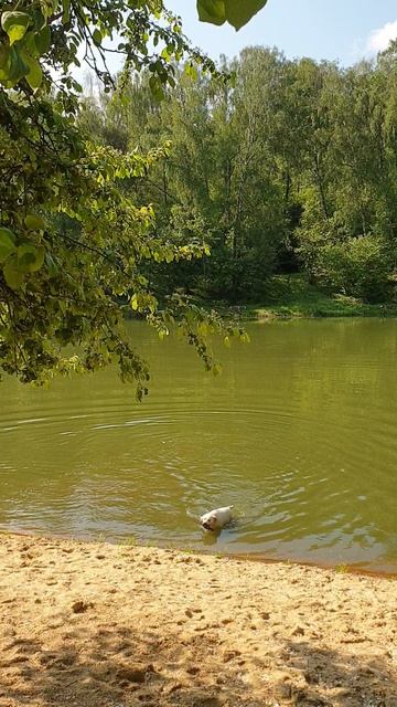 Лабрадор купается