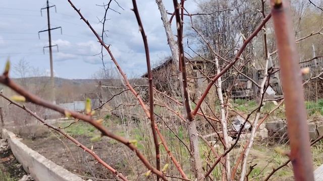 Обзор дачи на 19.04.2026 года. Г. Жигулевск