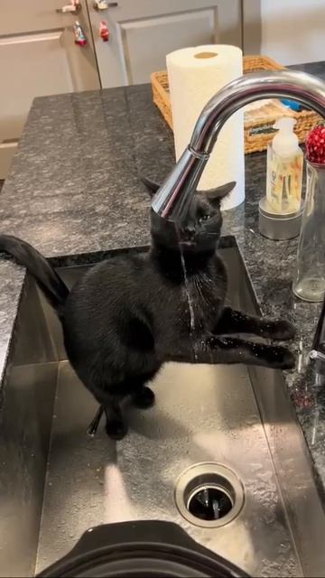 Клип @meowtaverse