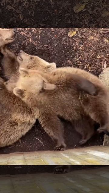 Непоседливый