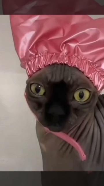 Смешные котики! 😂😂😂🤣🤣🤣🤣 Смешно очень! 😂😂😂🤣🤣🤣 Как котики могли купаться! 🤣.