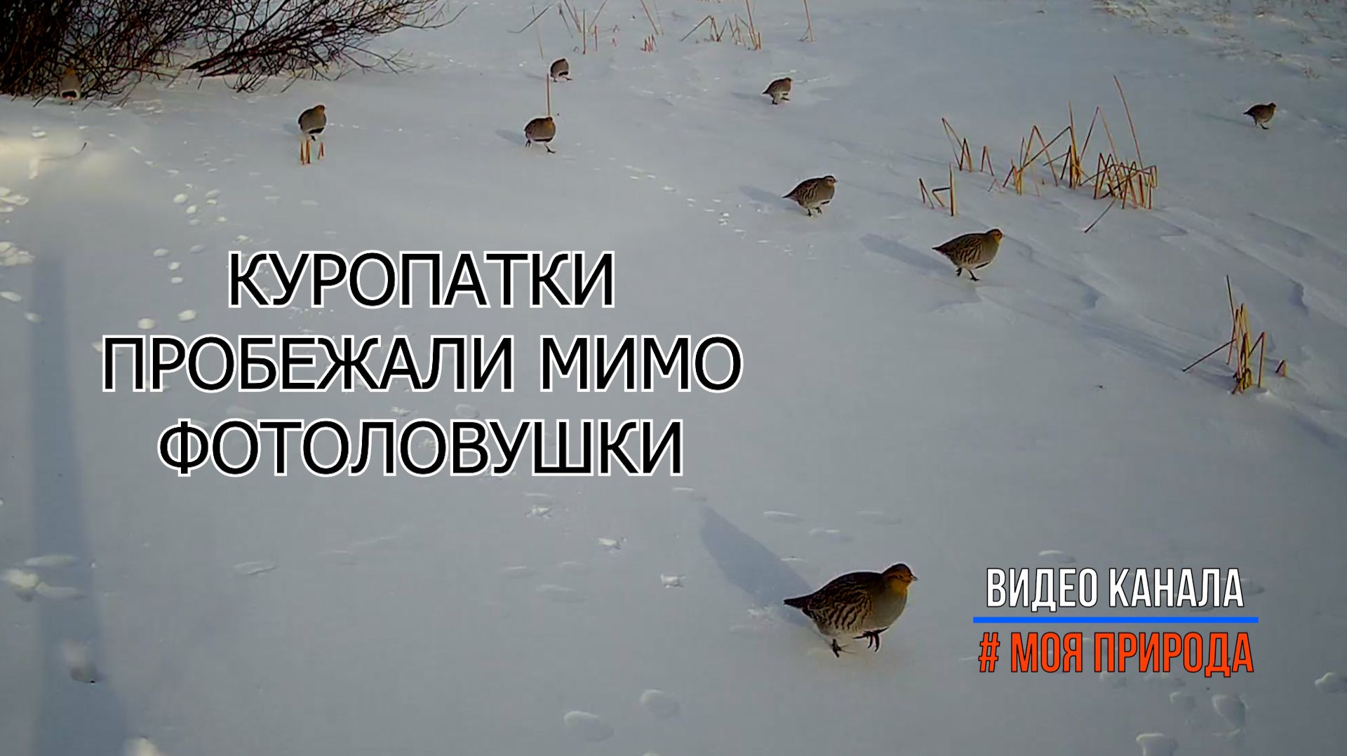 Куропатки пробежали мимо фотоловушки Снято на фотоловушку 64