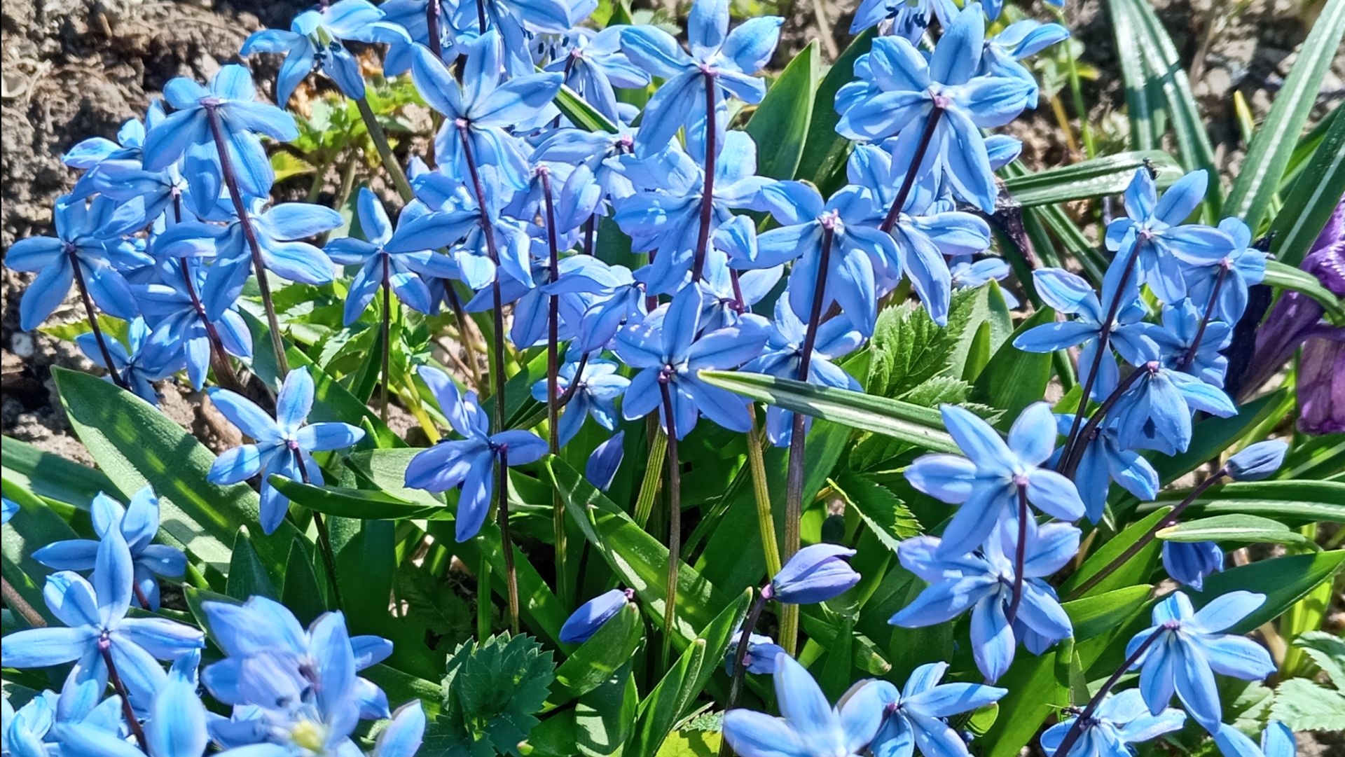 ПРОБЕЖКА ПО САДУ. ПРОДОЛЖЕНИЕ.