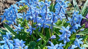 ПРОБЕЖКА ПО САДУ. ПРОДОЛЖЕНИЕ.