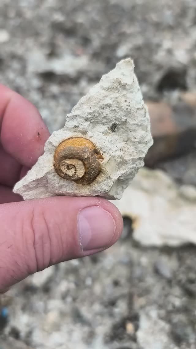 хз + хз 2026 04 19 Окаменелость Крым Эоцен