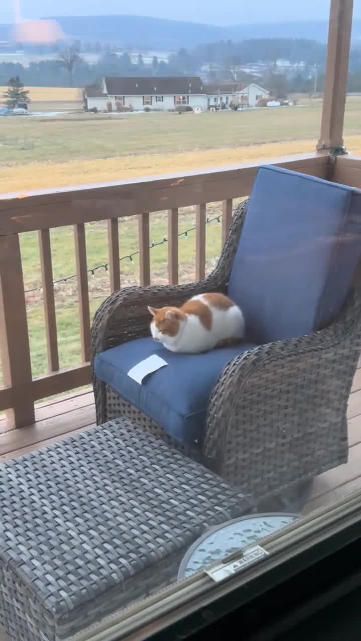 #животные #Милые #видео