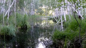 "Просто", бобр