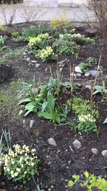 Санкт-Петербург Весенний.  20.04.2026. Проспект Энгельса. Цветы у дома. Эпизод 2