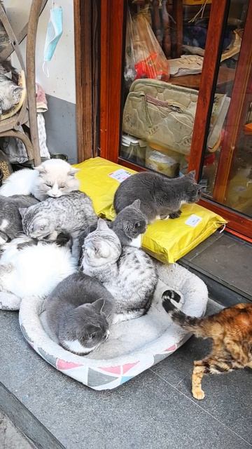 2026г. Шанхай Шанхайская Венеция Ф