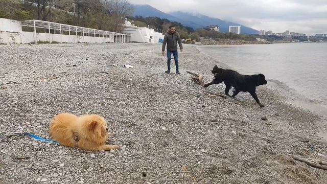 Гуляем с собаками// И ничего не делаем🤣