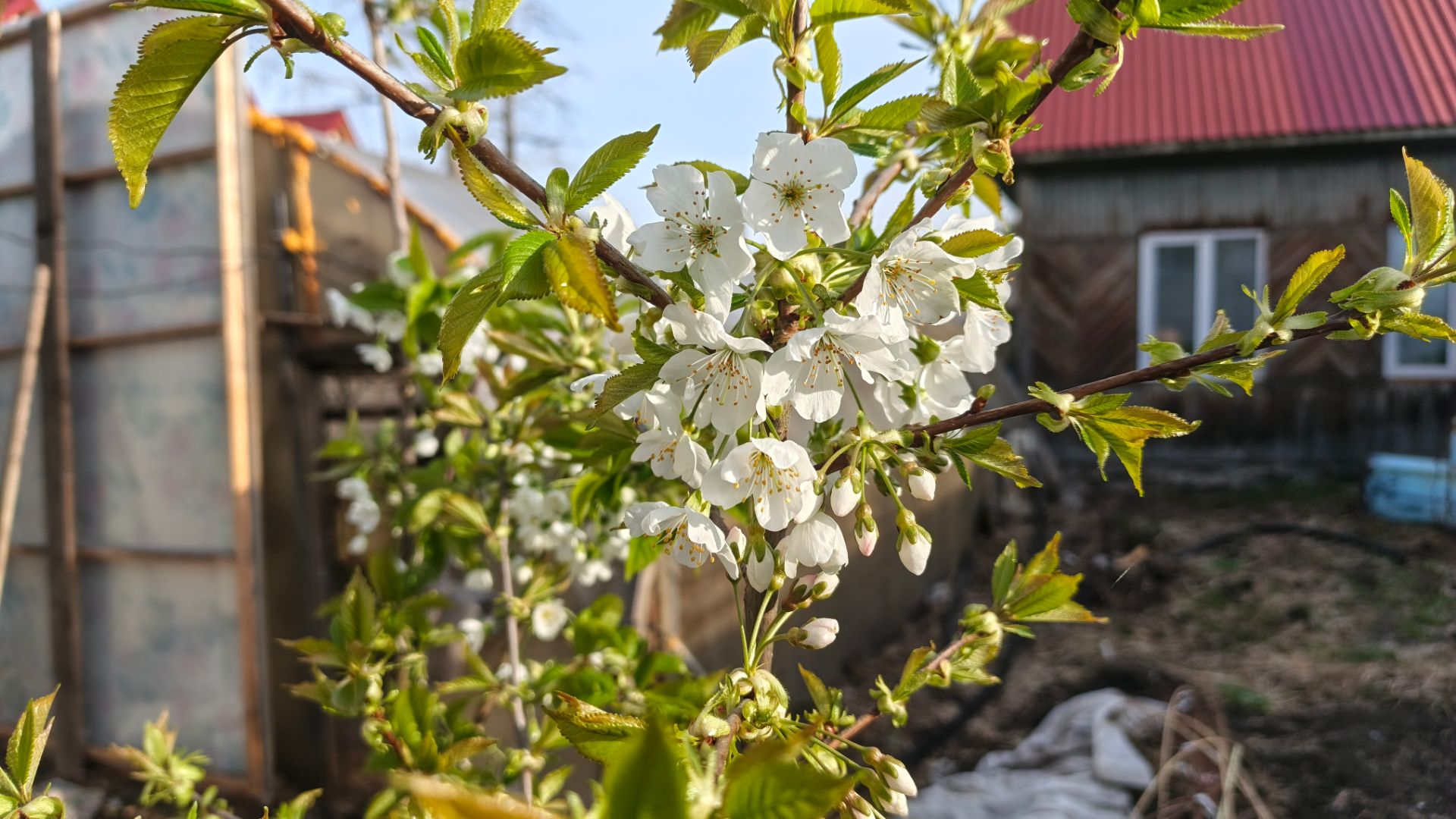 как сохранить подвои до весны