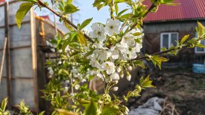 как сохранить подвои до весны