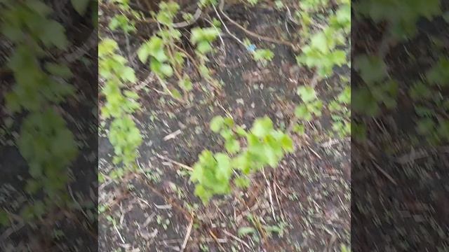 💦💦💦 огогрод /обзор/💦💦💦