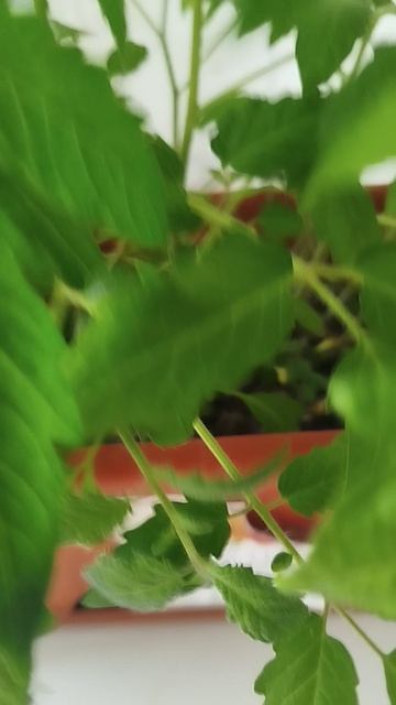 Вот такую рассаду 🌱 помидоров 🍅 высаживаю в теплицу